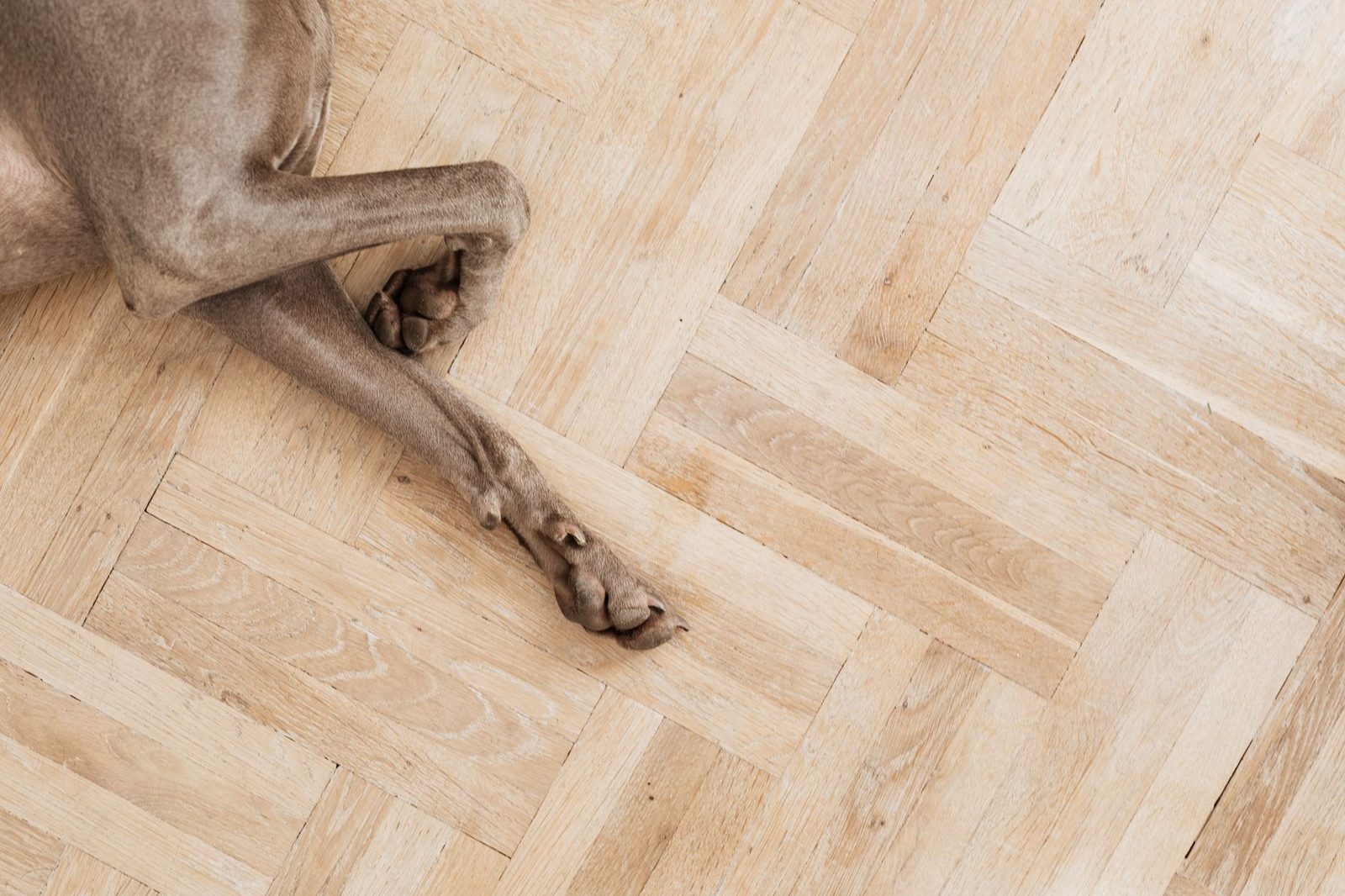 Parke zeminde uzanmış bir köpeğin patileri — hareketsizlik ve isteksizliğin temsili