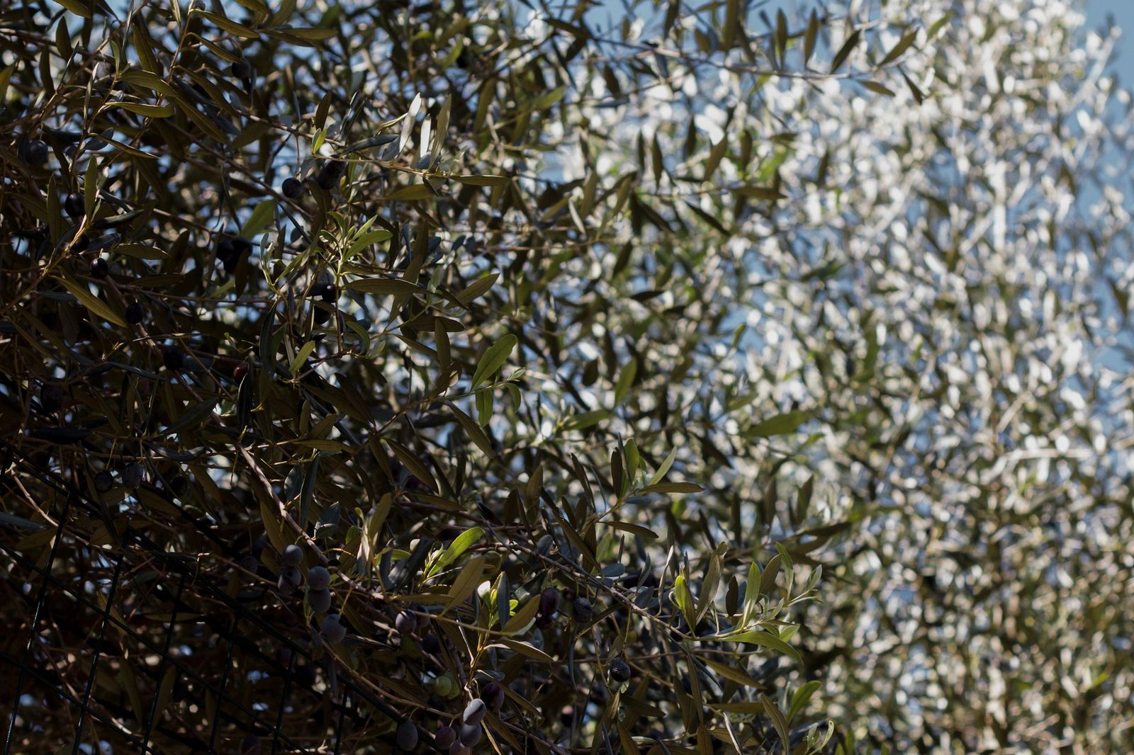 Gün ışığında yakın çekim zeytin ağacı dalları ve gümüş yeşili yaprakları
