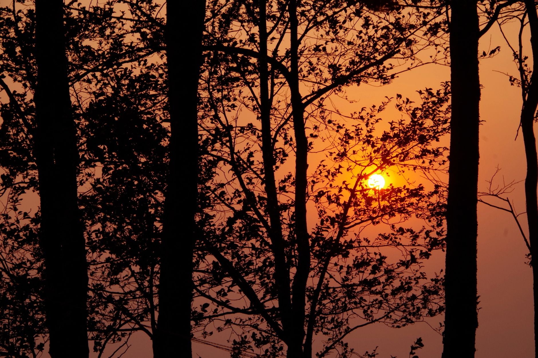 Golden sunlight filtering through silhouetted trees at sunset, the solar current entering the field